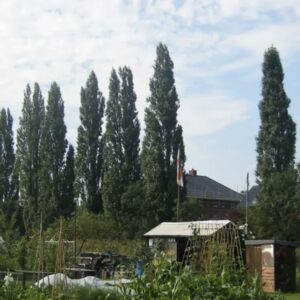 TLC The Learning Centre learners begin their outdoor learning journey with a new Bromley Common allotment, supporting ASDAN land-based studies, wellbeing and hands-on experiences growing fruit, vegetables and herbs.