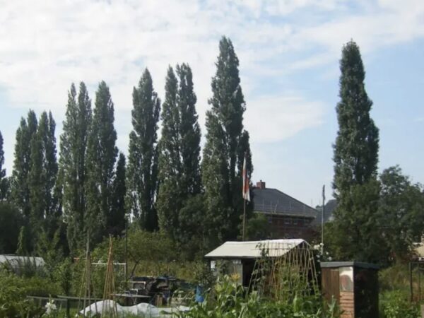 TLC The Learning Centre learners begin their outdoor learning journey with a new Bromley Common allotment, supporting ASDAN land-based studies, wellbeing and hands-on experiences growing fruit, vegetables and herbs.