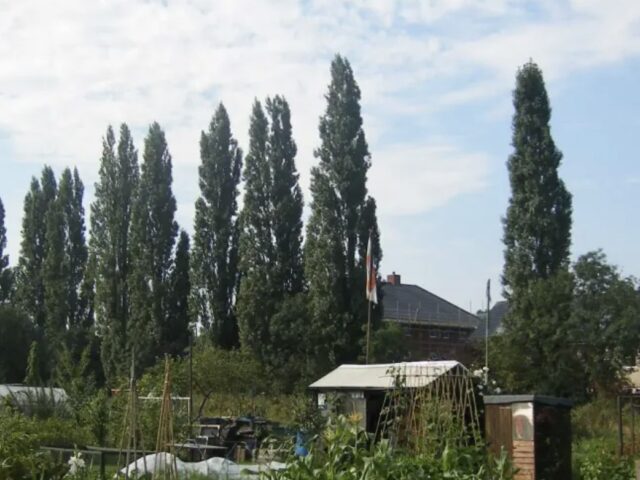 TLC The Learning Centre secures local allotment to support outdoor learning and wellbeing
