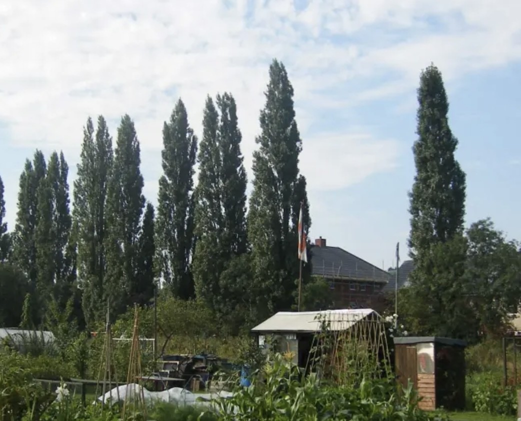 TLC The Learning Centre learners begin their outdoor learning journey with a new Bromley Common allotment, supporting ASDAN land-based studies, wellbeing and hands-on experiences growing fruit, vegetables and herbs.